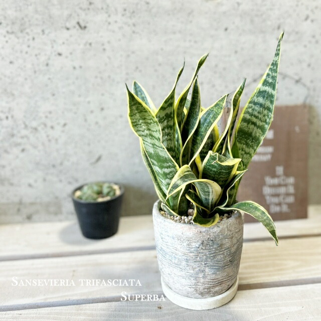 楽天市場】観葉植物【サンセヴィエリア属】サンスベリア・スーパーバー