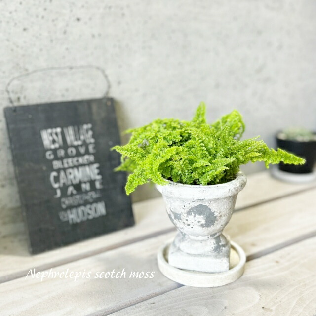 hinanami様確認用 ネフロレピス スコッチモス hinanami様確認用