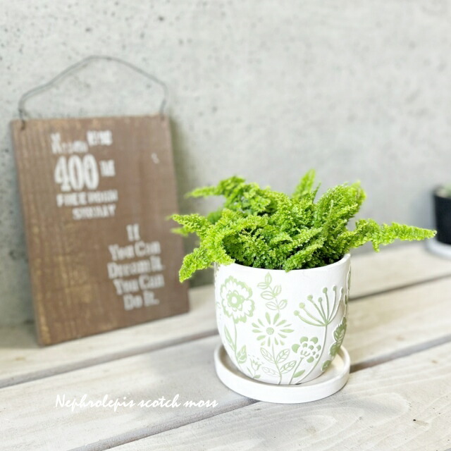 楽天市場】観葉植物【ネフロレピス属】ネフロレピス スコッチ