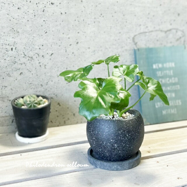 楽天市場】観葉植物【フィロデンドロン属】フィロデンドロン・セローム