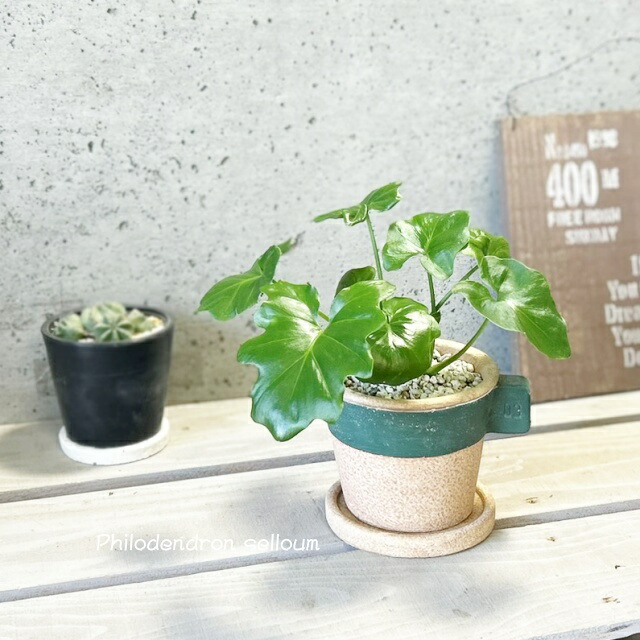 楽天市場】観葉植物【フィロデンドロン属】フィロデンドロン・セローム