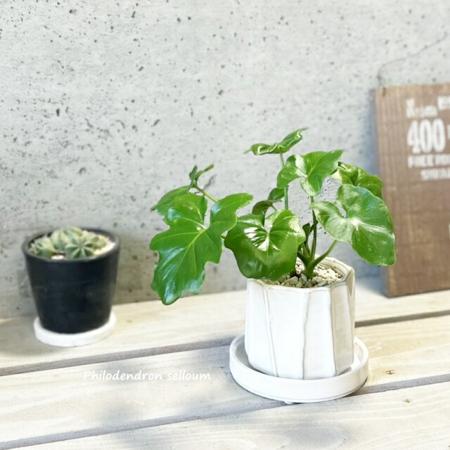 楽天市場】観葉植物【フィロデンドロン属】フィロデンドロン