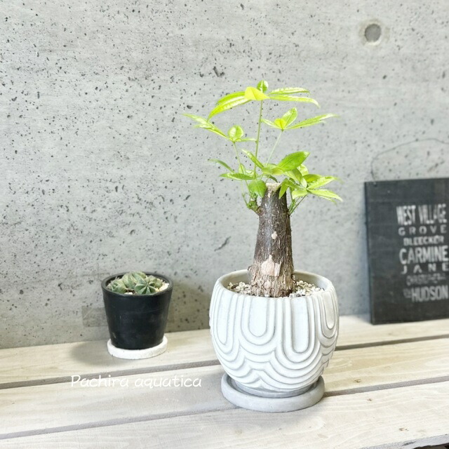 楽天市場】観葉植物【パキラ属】太幹パキラ アクアティカ5.5号セメント