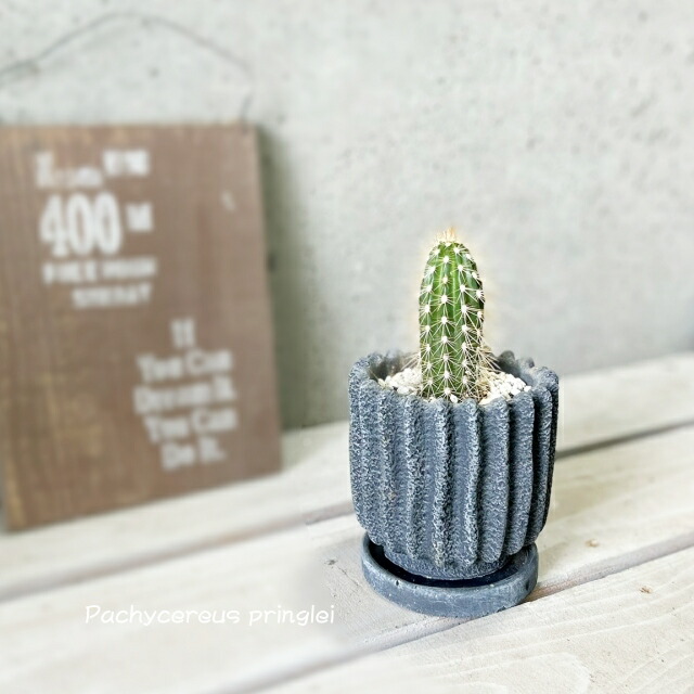 楽天市場】観葉植物【シェフレラ属】シェフレラAハッピーイエロー5号