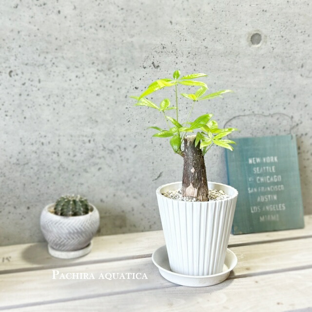 幹太 パキラ 1 ファイバー鉢 お皿付き 楽天市場】観葉植物【パキラ属】太幹パキラ アクアティカ5号セメント鉢