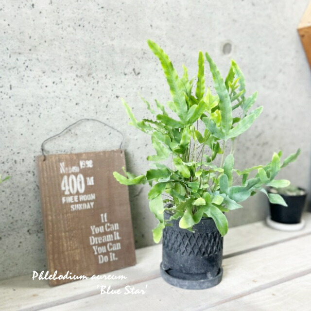 楽天市場】観葉植物【ソテツ属】ソテツ3.5号セメント鉢（KL47BKBB