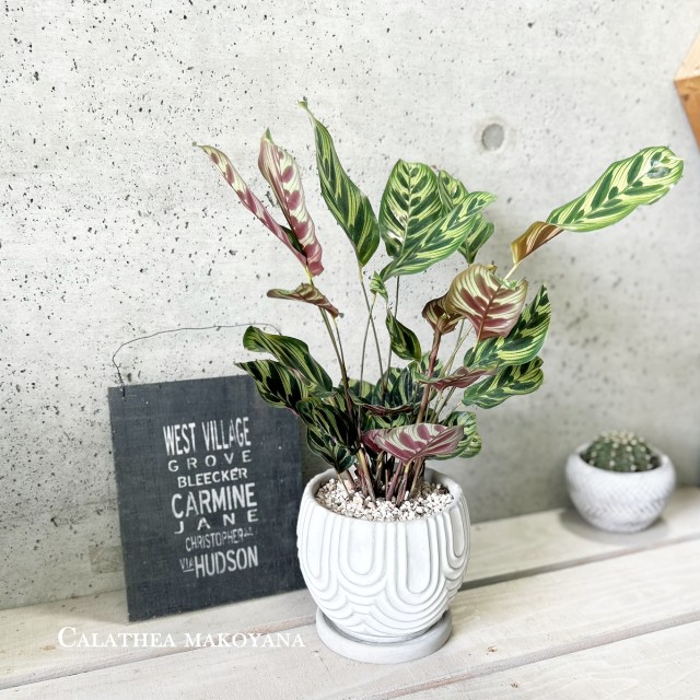 楽天市場】観葉植物【ソテツ属】ソテツ3.5号セメント鉢（KL47BKBB