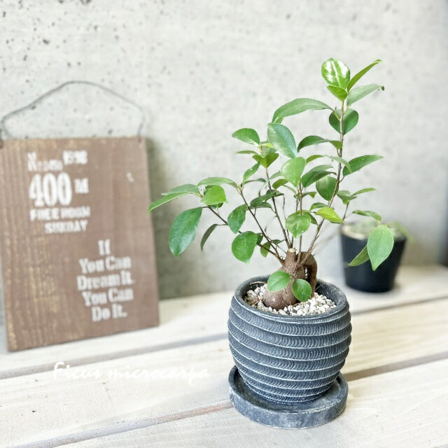 楽天市場】観葉植物【モンステラ属】姫モンステラ4号Sセメント鉢(GG35A