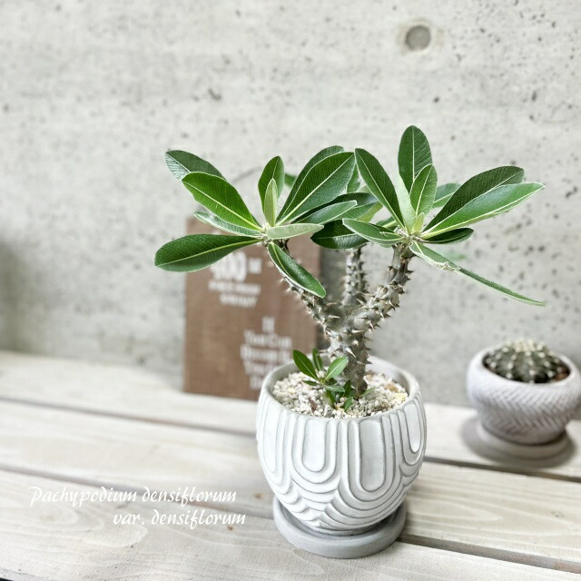 アデニウム‼️ 楽天市場】観葉植物【アデニウム属】アデニウム(L) 4号 セメント鉢（皿