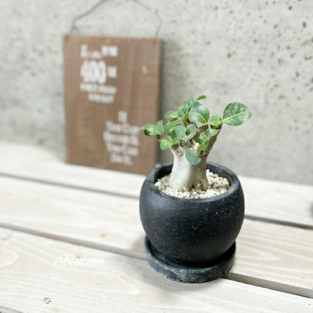 楽天市場】観葉植物【アデニウム属】アデニウム(L) 4号 セメント鉢（皿