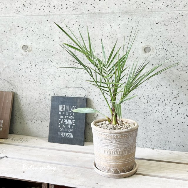 楽天市場】観葉植物【ソテツ属】ソテツ 5号Sセメント鉢（皿付）GG16104