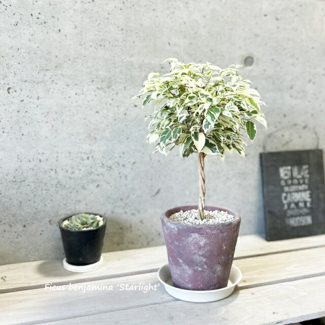 楽天市場】観葉植物【ソテツ属】ソテツ 5号Sセメント鉢（皿付）GG16104