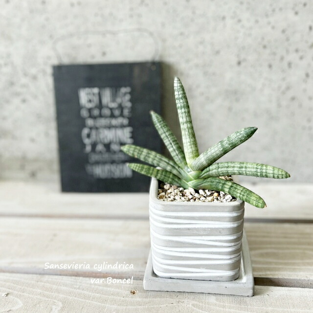 楽天市場】観葉植物【フィロデンドロン属】フィロデンドロン・セローム