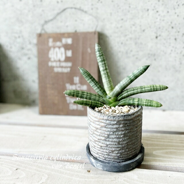 【専用】リプサリス✳︎さま 楽天市場】観葉植物【リプサリス属】リプサリス6.5号Sセメント鉢（皿付