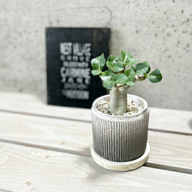 楽天市場】【現品】アデニウム・アナコンダ 超大株 10号 J6番 : 松や