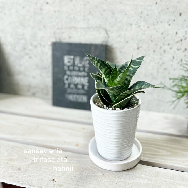 楽天市場】観葉植物【サンセヴィエリア属】サンスベリア
