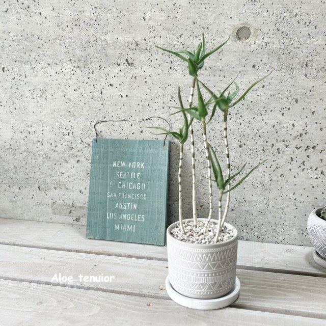 楽天市場】【現品】アロエ・ストリアツラ 13号 黒鉢【選べる観葉植物