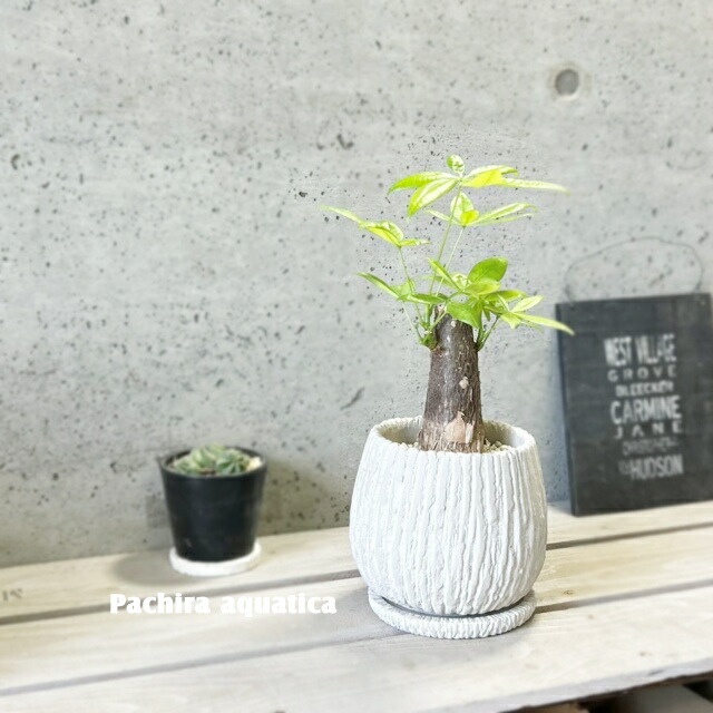 楽天市場】観葉植物【パキラ属】太幹パキラ アクアティカ5号セメント鉢