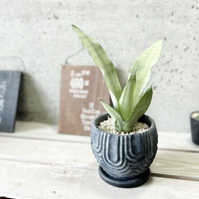 楽天市場】観葉植物【パキラ属】太幹パキラアクアティカ4.5号