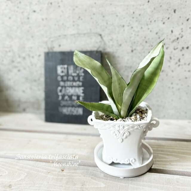 サンスベリア ゼラニカ ファイバー鉢 お皿付き サンスベリア ゼラニカ ファイバー鉢 お皿付き 専用サンスベリア