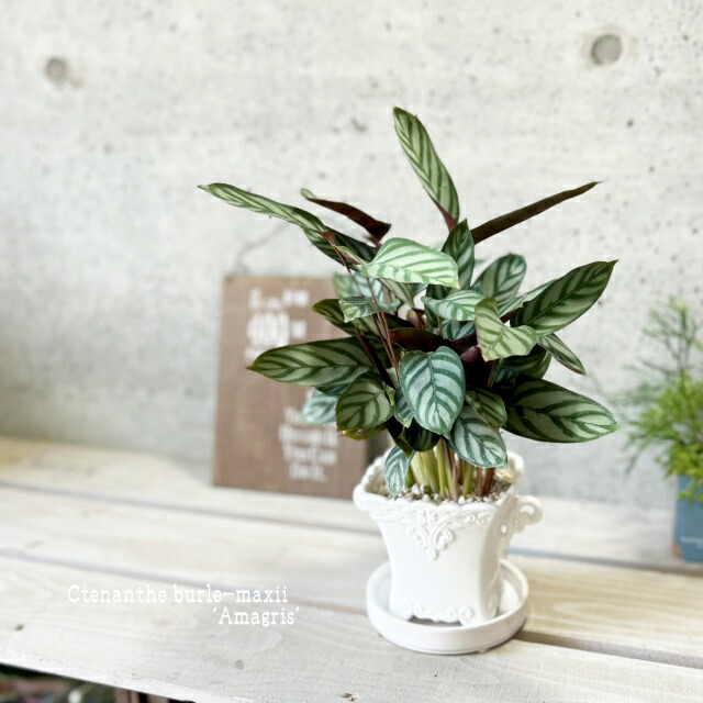 クテナンテ セトサ ファイバー鉢 お皿付き クテナンテ セトサ ファイバー鉢 お皿付き Amazon | PLANCHU