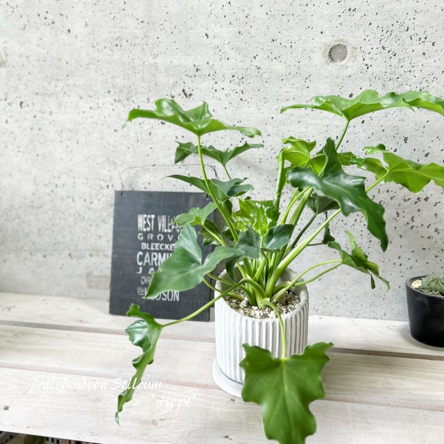 楽天市場】観葉植物【モンステラ属】姫モンステラ4号Sセメント鉢(GG35A