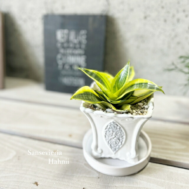 斑入り　シェフレラ　ハッピーイエロー　S字仕立て　陶器鉢　植え込み発送 斑入り シェフレラ ハッピーイエロー S字仕立て 陶器鉢 植え込み