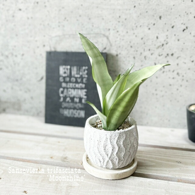 楽天市場】観葉植物【サンセヴィエリア属】サンスベリア・ムーン