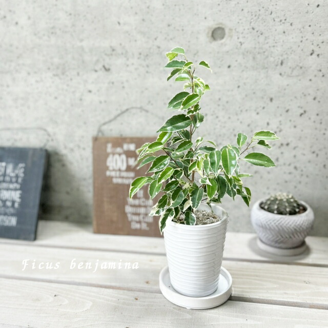 楽天市場】【11日01:59までポイント2倍】観葉植物【現品】☆希少