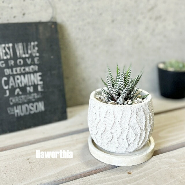 楽天市場】多肉植物【ハオルチア属】十二の巻 3.5号セメント鉢