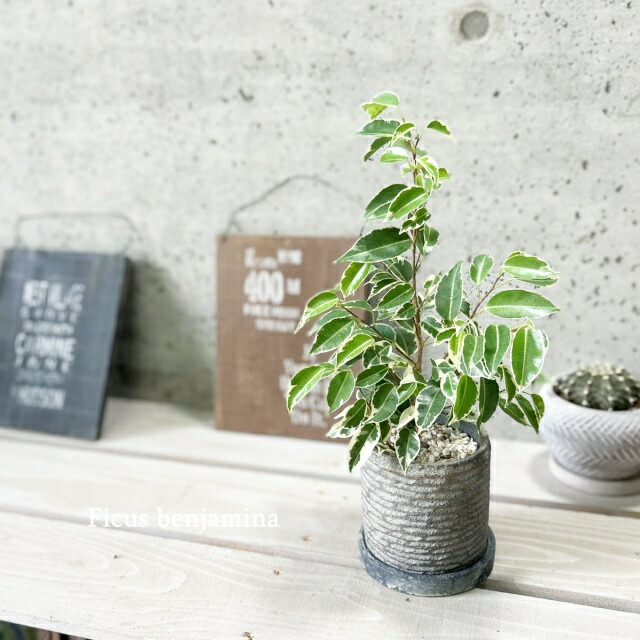 楽天市場】観葉植物【現品】☆希少☆ フィカス ティーダ おしゃれ