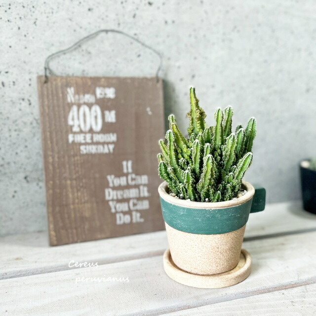 楽天市場】多肉植物【ガステリア属】ガステリア3.5号セメント鉢