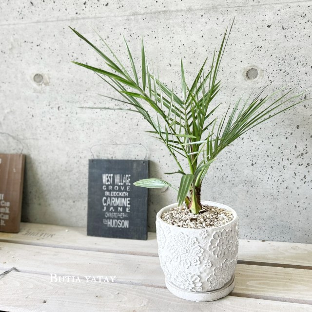 楽天市場】観葉植物【プティア属】カナリーヤシ（ココスヤシ）6号