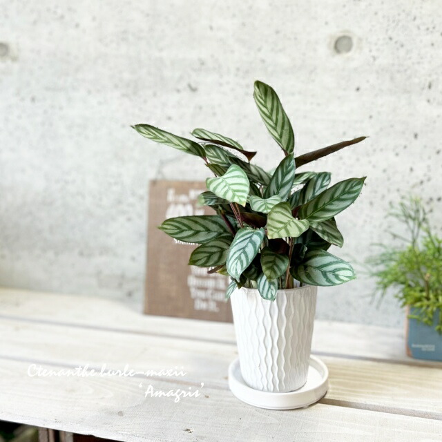 楽天市場】PLANCHU 観葉植物 クテナンテ セトサ 4号鉢 受け皿