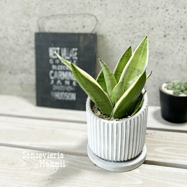 楽天市場】観葉植物【サンセヴィエリア属】サンスベリア・シルバー