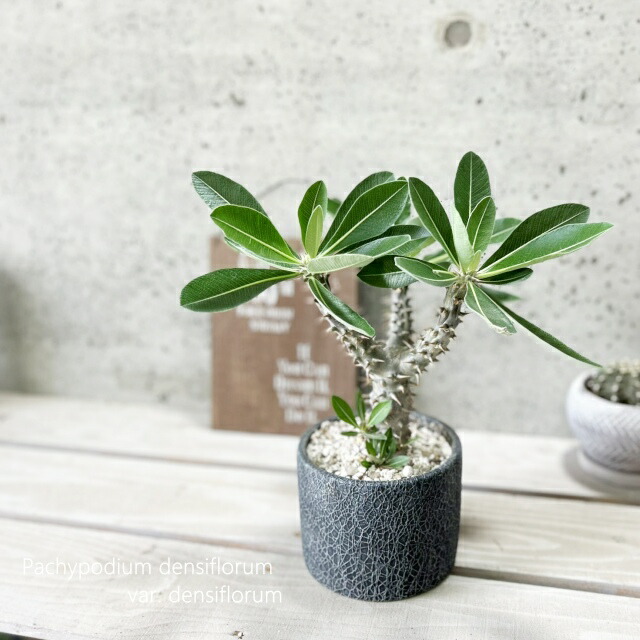 楽天市場】観葉植物【ソテツ属】ソテツ3.5号セメント鉢（KL47BKBB