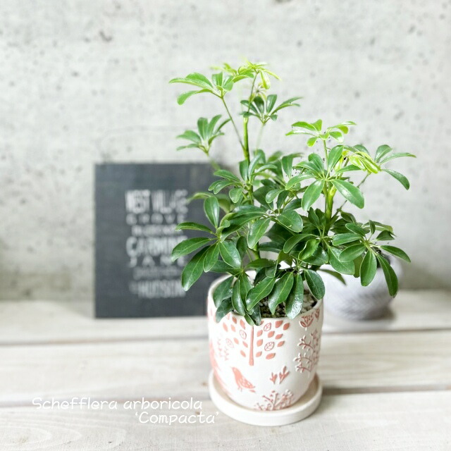 シェフレラ コンパクタ ファイバー鉢 お皿付き シェフレラ・コンパクタ Φ約17cm陶器鉢カバー付き | Botanical56