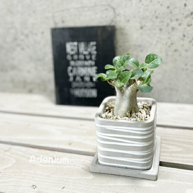 楽天市場】観葉植物【アデニウム属】アデニウム(L) 4号 セメント鉢（皿