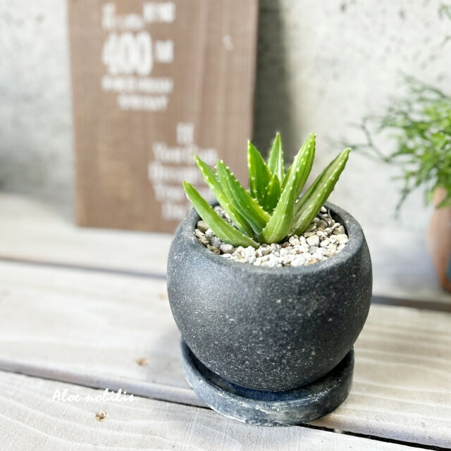 楽天市場】多肉植物アロエ不夜城 4号セメント鉢（皿付RS120BK