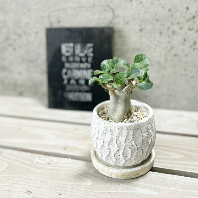 楽天市場】観葉植物【アデニウム属】アデニウム(L) 4号 セメント鉢（皿