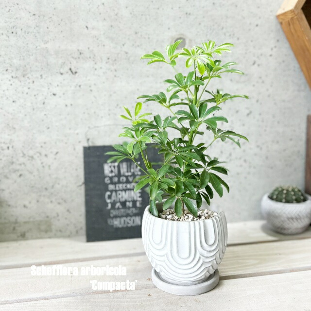 楽天市場】観葉植物【ソテツ属】ソテツ 5号Sセメント鉢（皿付）GG16104