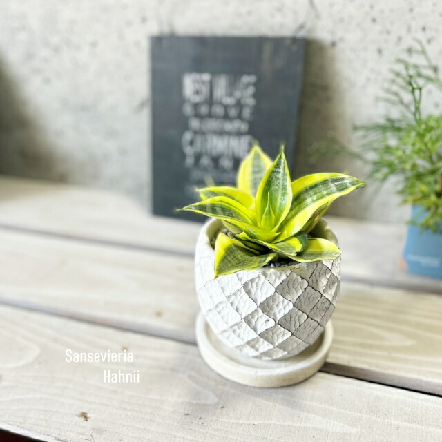 楽天市場】サンセベリア ゴールデンハニー 2.5号サイズ 苗