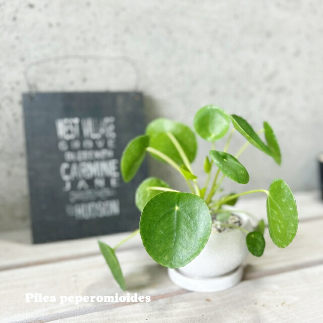 ソテツ　4号ポットつき　5株❗　① ソテツ 4号ポットつき 5株❗ ① ソテツ（蘇鉄）4号硬質ポット の