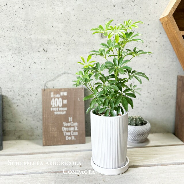 楽天市場】観葉植物【シェフレラ属】シェフレラA コンパクタ5号