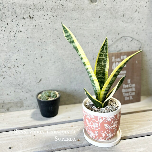楽天市場】観葉植物【サンセヴィエリア属】サンスベリア・スーパーバー