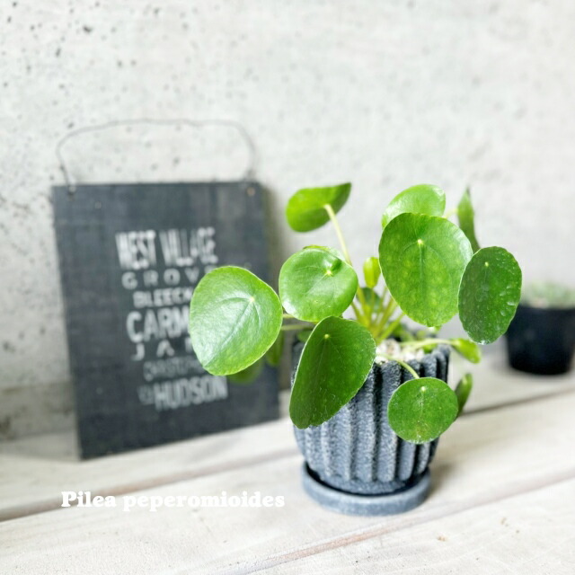 楽天市場】観葉植物【ネフロレピス属】ネフロレピス スコッチモス 4.5