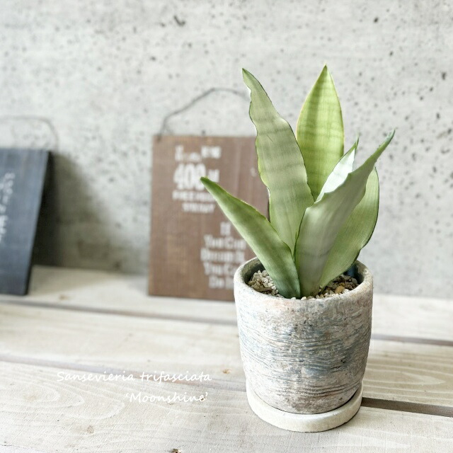 特大⑧号ポット❣️ サンスベリア ムーンシャイン 子株多数付いてます^ ^ 楽天市場】観葉植物【サンセヴィエリア属】サンスベリア・ムーン