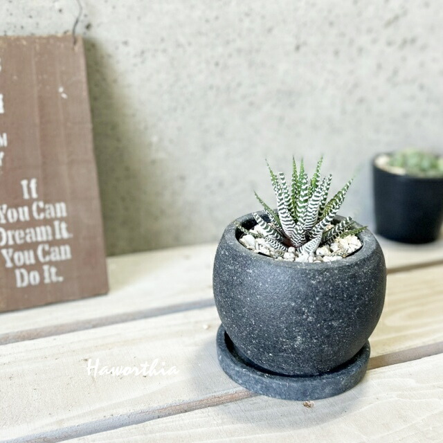 ハオルチア　連絡用 CATEGORY ハオルチア | Green Note