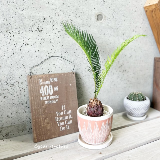 みごとなソテツ　8号　50センチ　現品 楽天市場】観葉植物：ミニソテツ／XS : 遊恵盆栽 楽天市場店