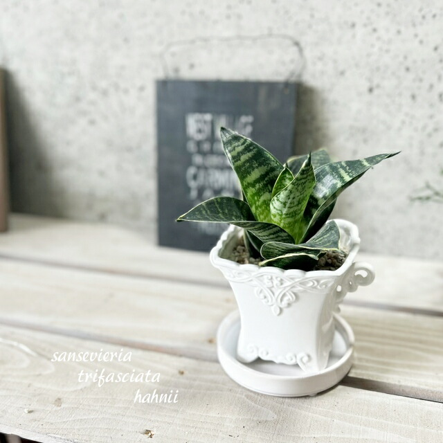 楽天市場】観葉植物【サンセヴィエリア属】サンスベリア